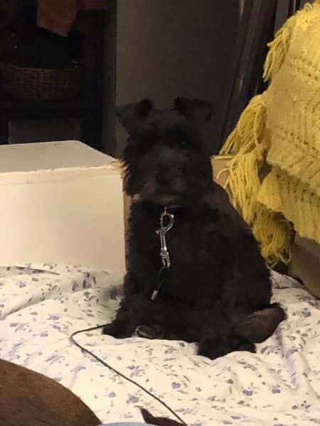 Circle R puppy review - Sherry Sharp