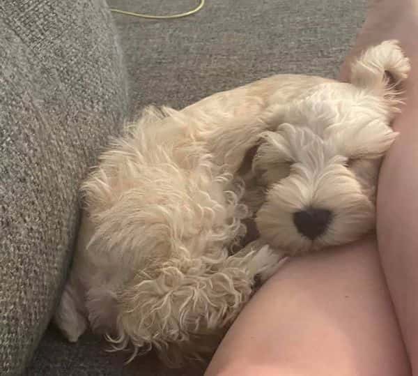 Review Texas Dream puppy - Hilary Wil