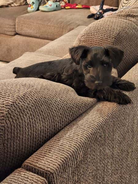 Review Jennifer Ruiz puppy for Texas Dreams