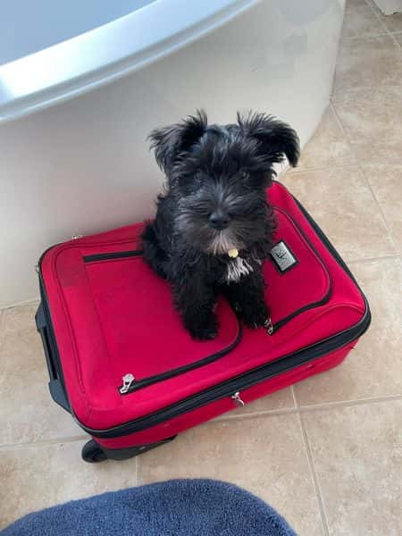 Review Texas Dreams Puppy - Jeanna Thomas